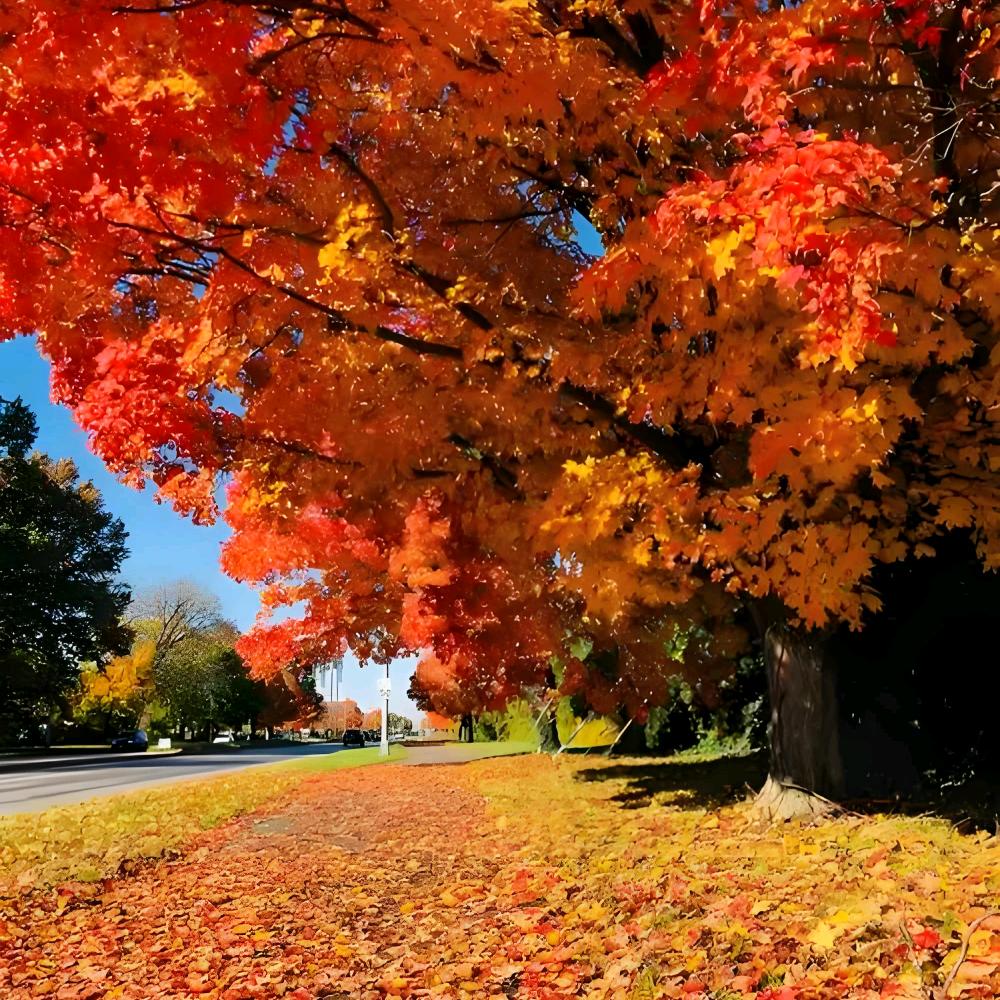 落笔如枫枫如画