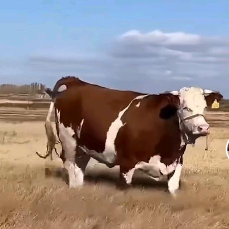 谁不认识我农村养牛哥