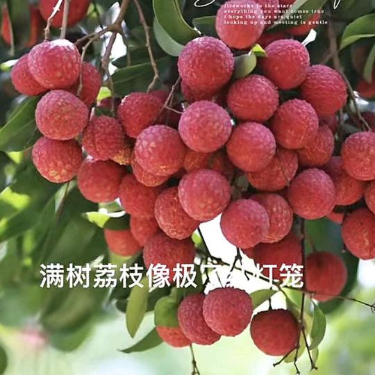 粤西荔枝之乡