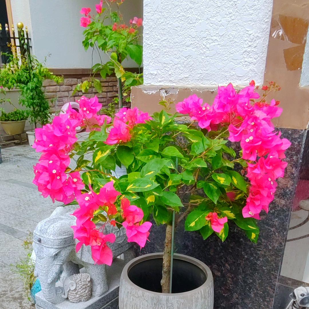裕可爱园艺
