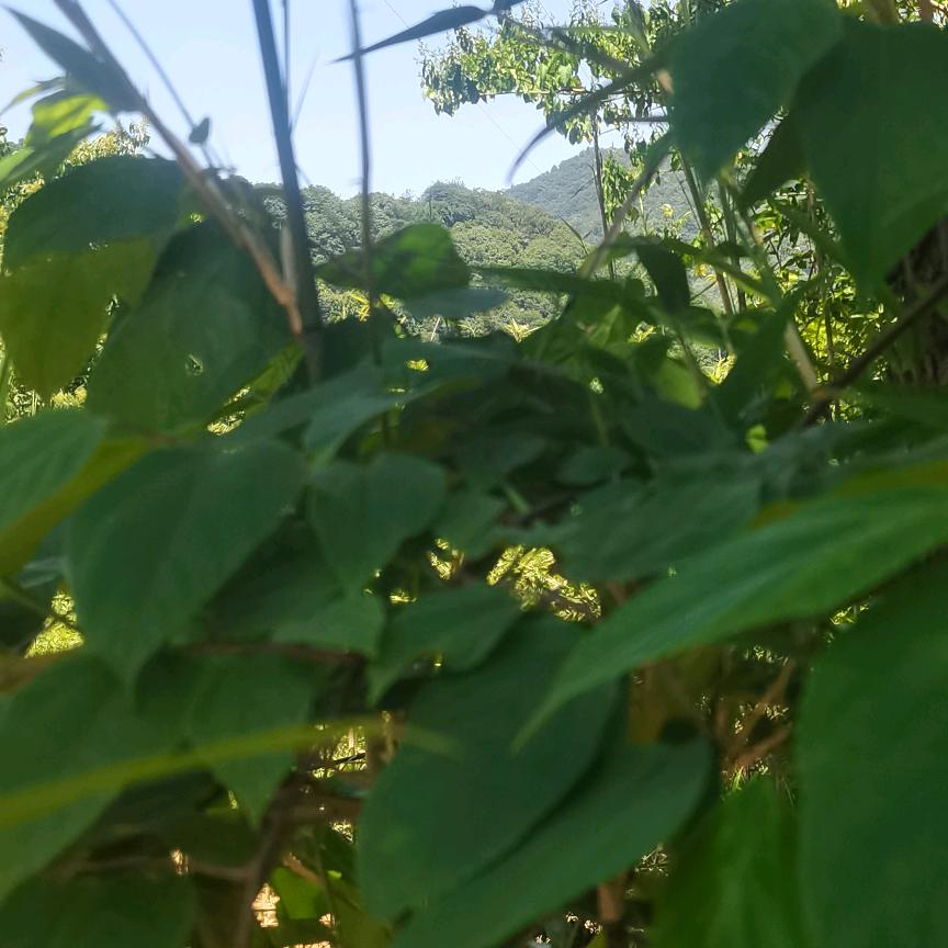 云南山歌浪际天崖
