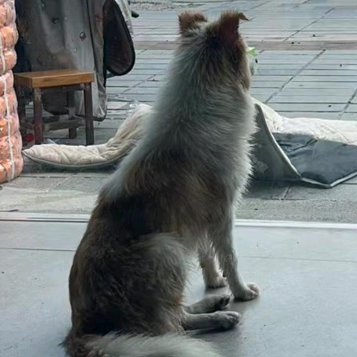 瑞歌