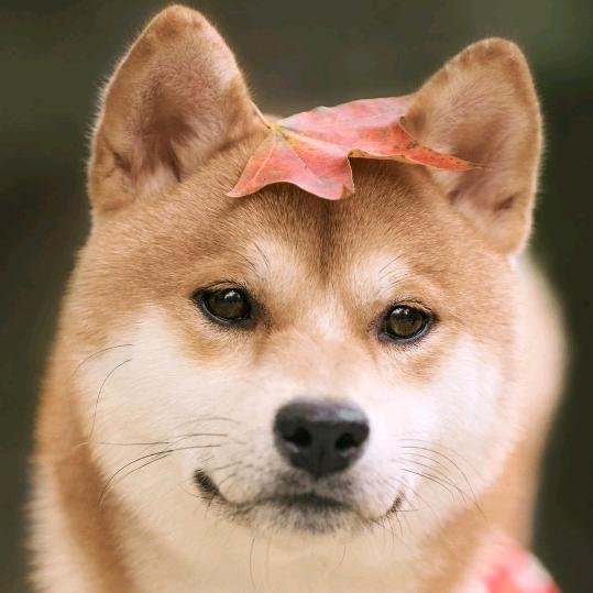 网课低价分享