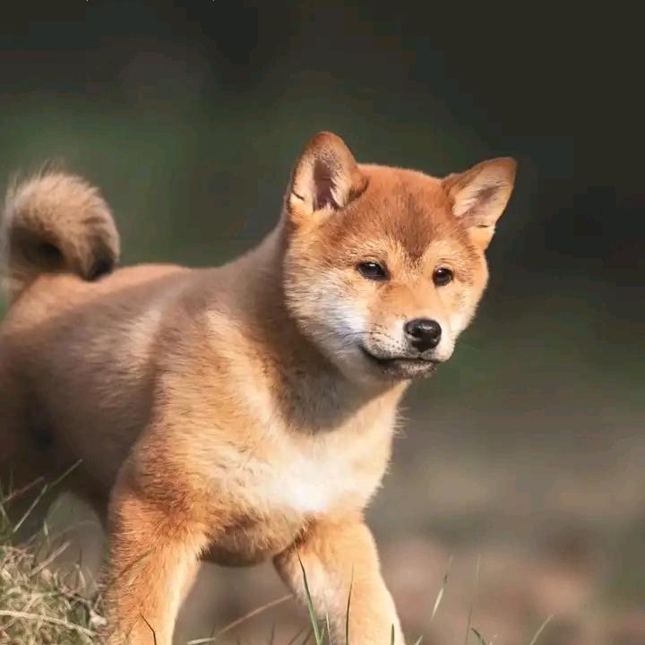 开朗的大军