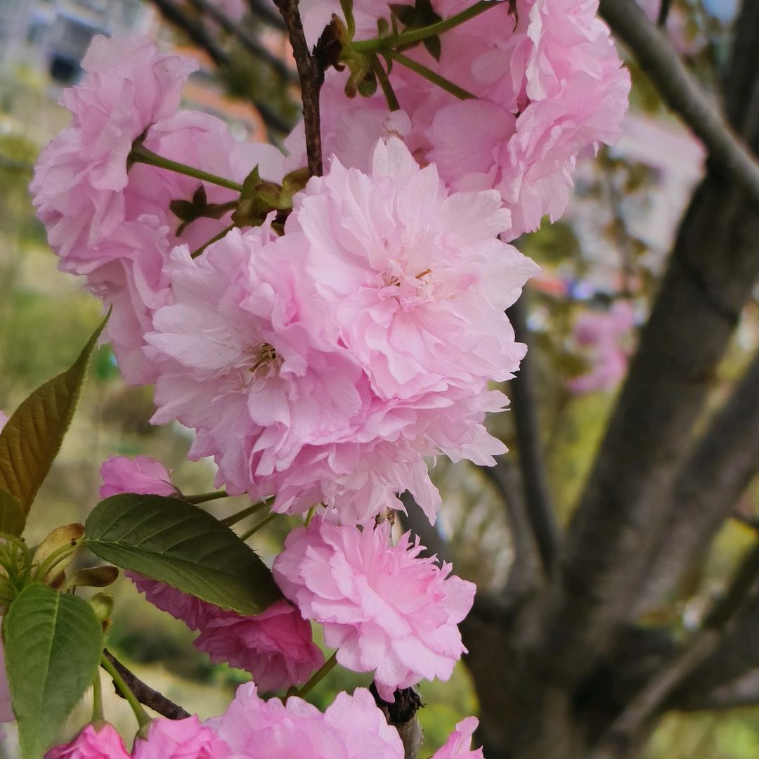 落木萧萧下～～