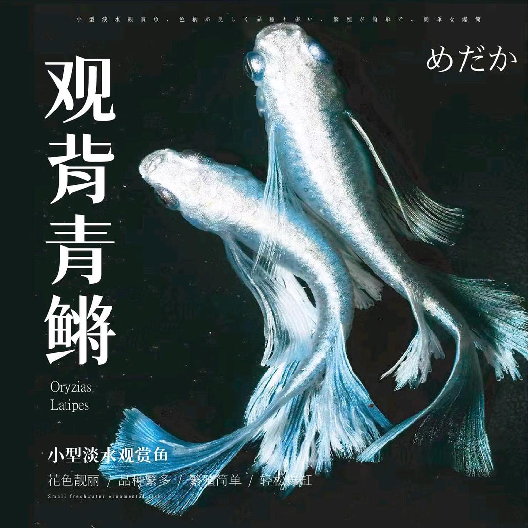 花好月圆青鱂