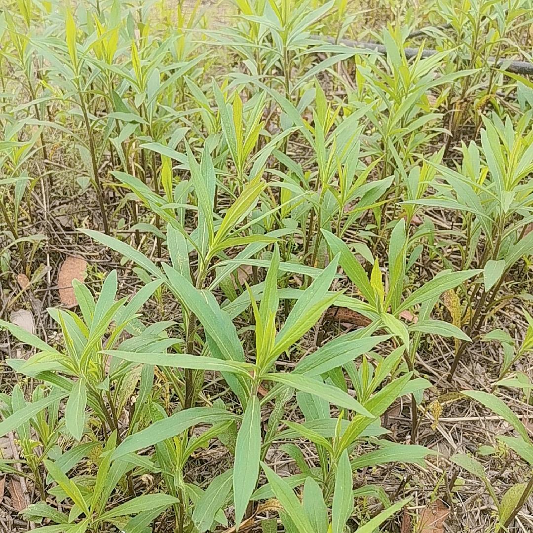 二手工矿设备，钢结构，整场拆除