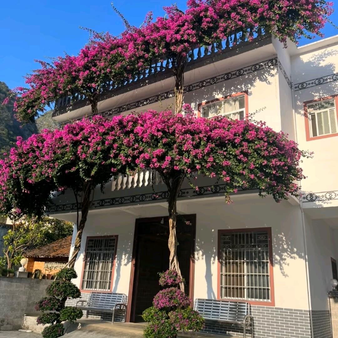 普罗旺斯的爱情