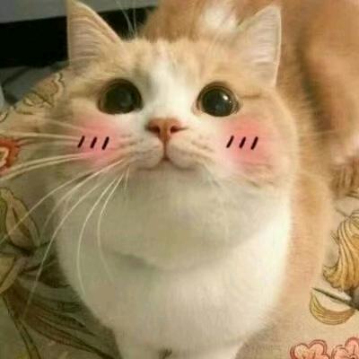 🐱快乐星猫🐱