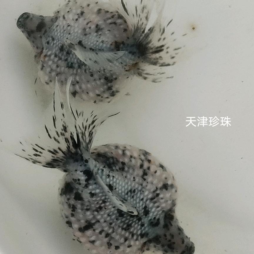 豹哥珍珠金鱼