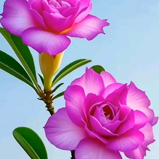 幸福美满🌺