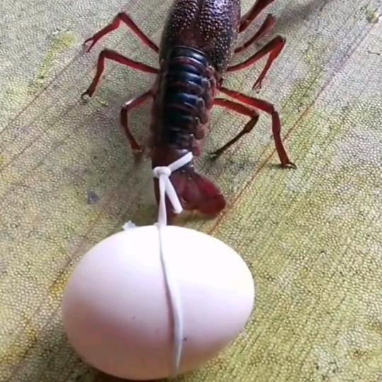 和🐌蜗牛🐌聊天的牛