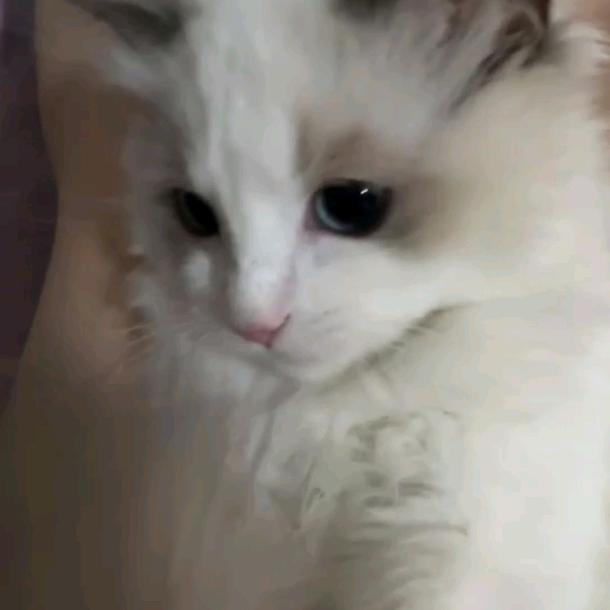 雨点