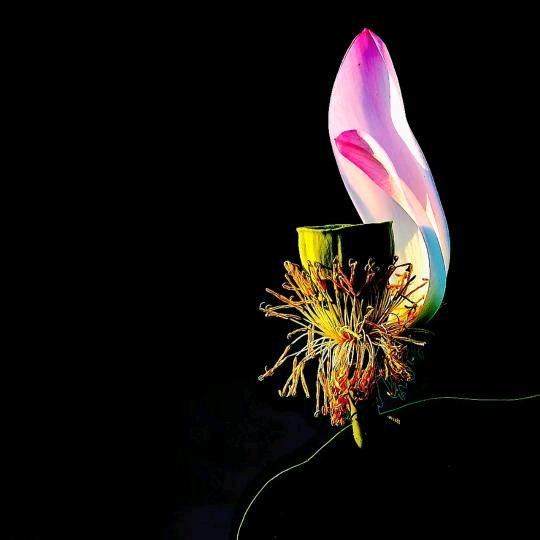 墨上花开