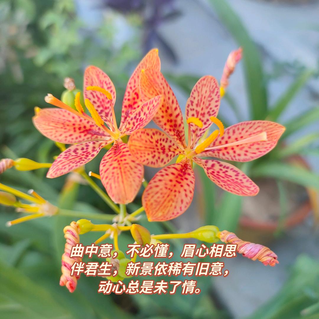 肝脏养生（祖传）