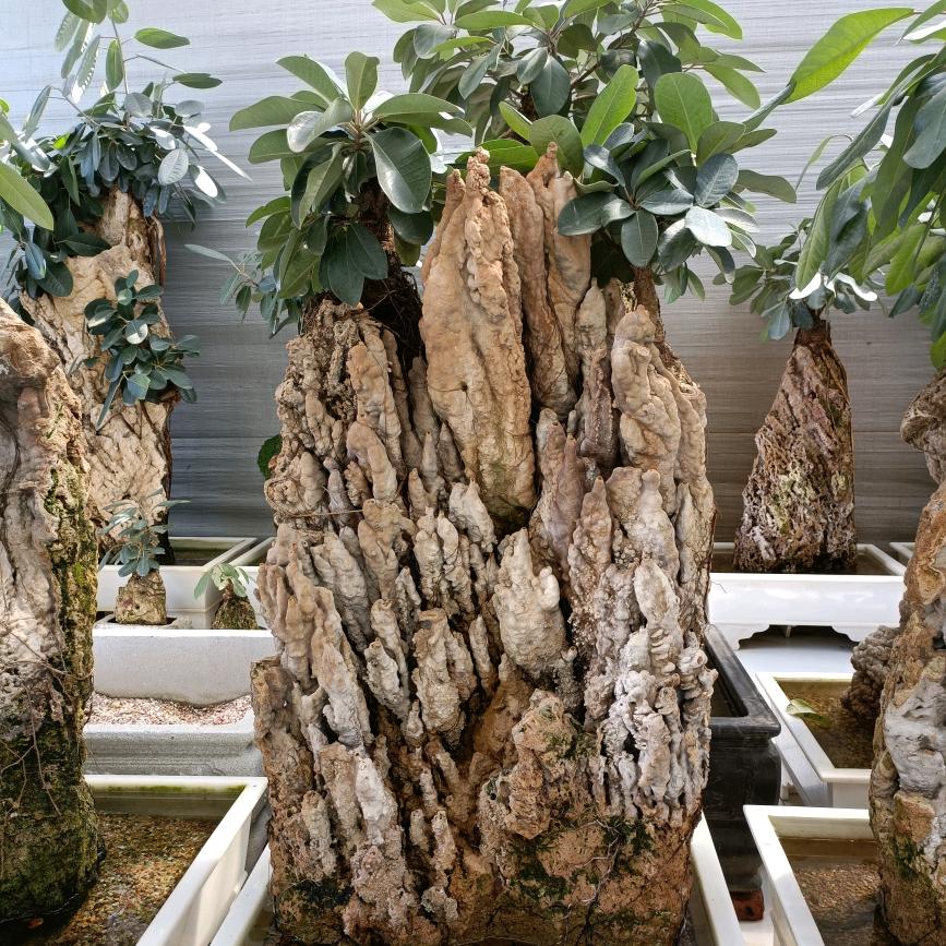 简艺吸水石盆景批发基地