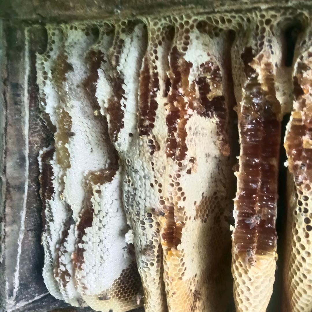 🌷陕南高山土蜂蜜🍯