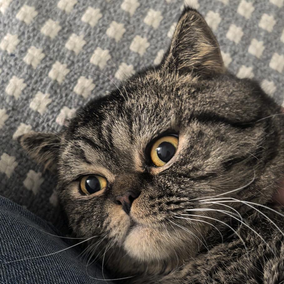 毛球小龙猫