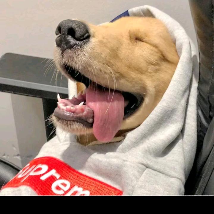 衰哥