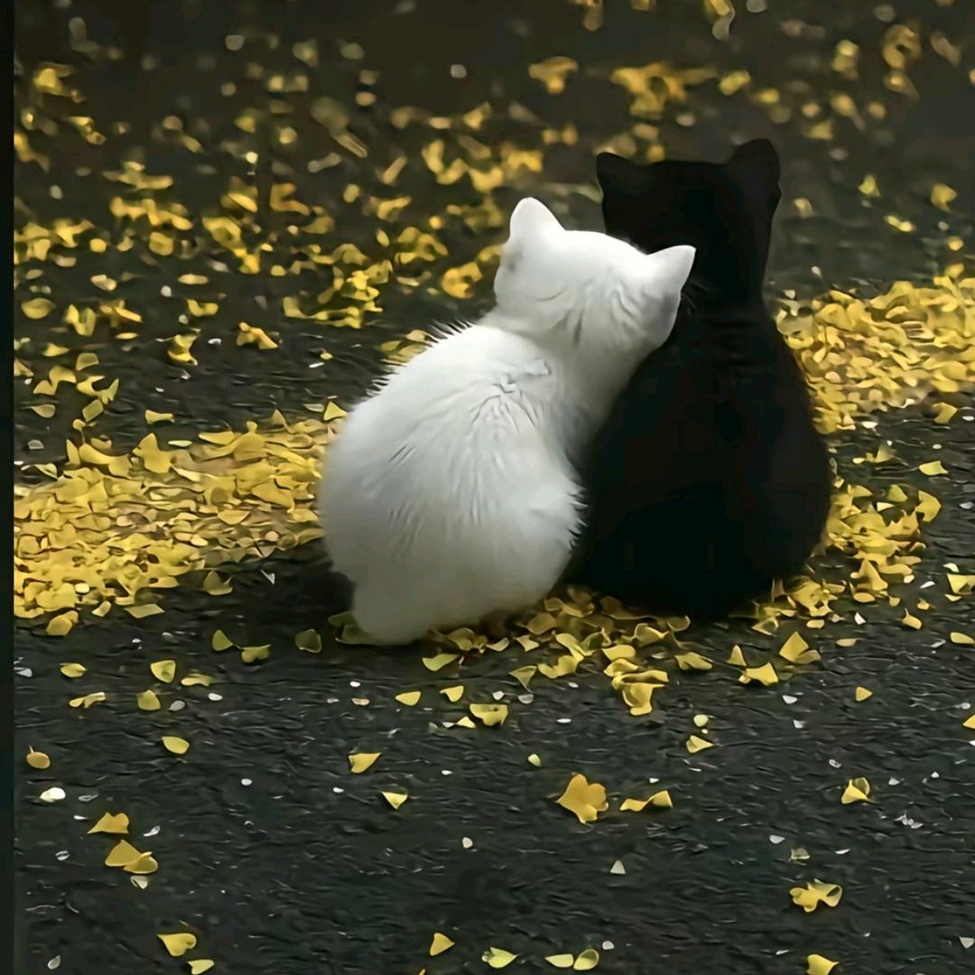 良咔，水家湖店