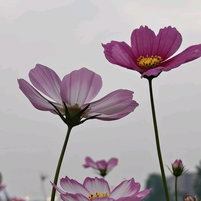 এ᭄此生ོꦿృ༊