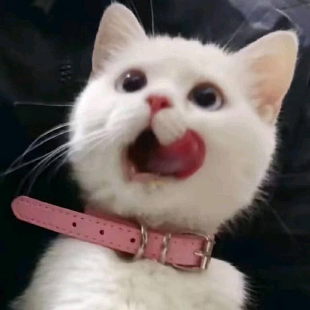 小欣～ᴷⁱᵗᵗʸ