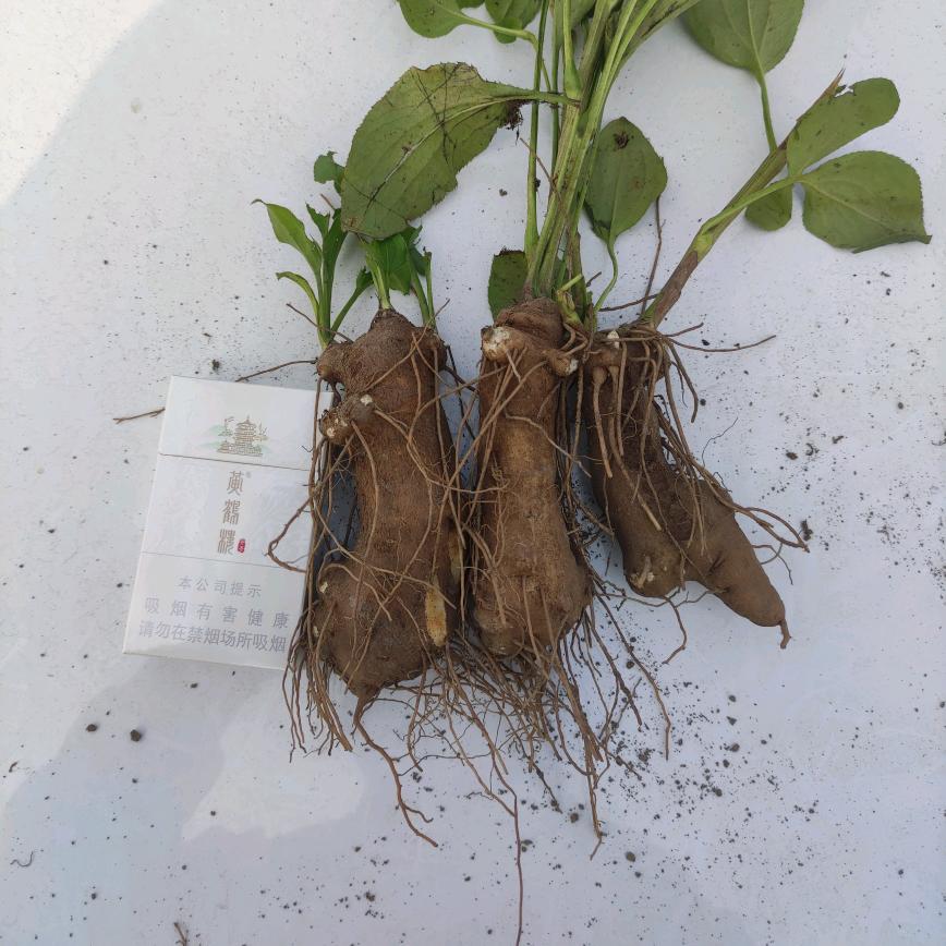 阿星*地产药材种子种苗（阿峰信息部）