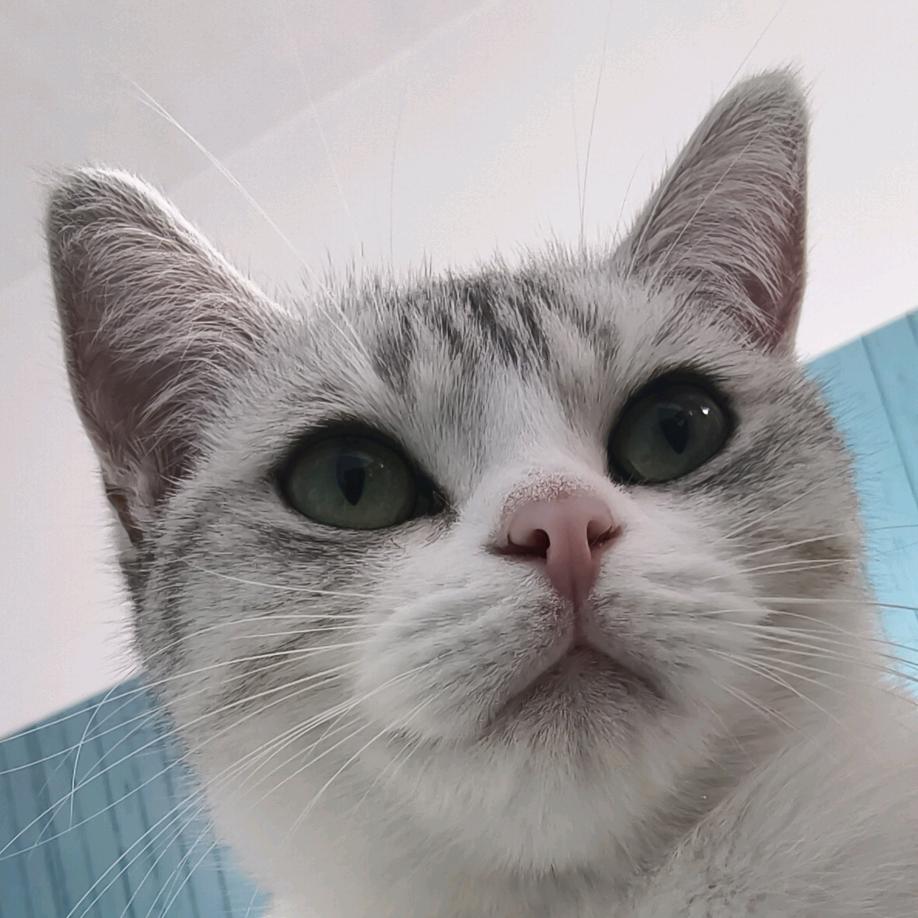 赵财猫