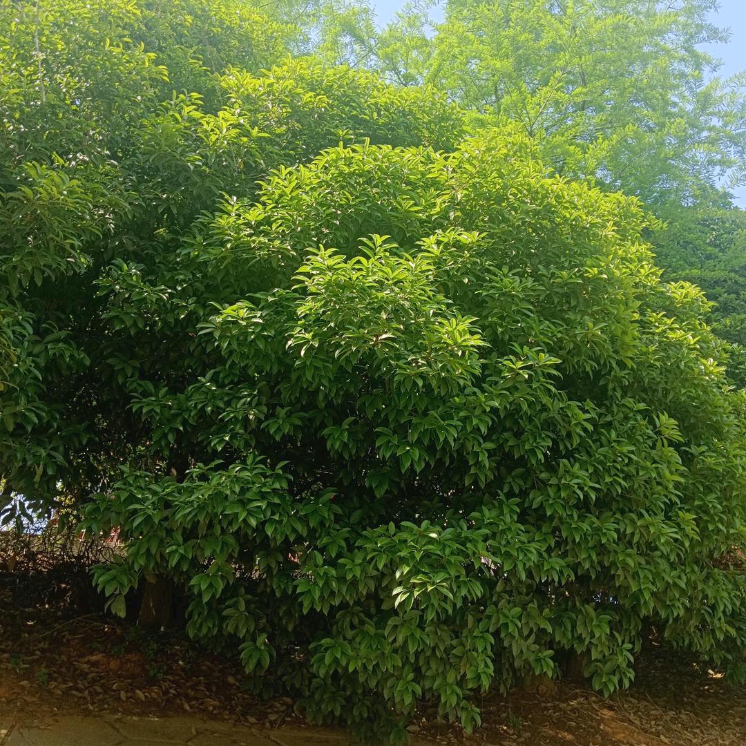 熊哥（唱歌交友）