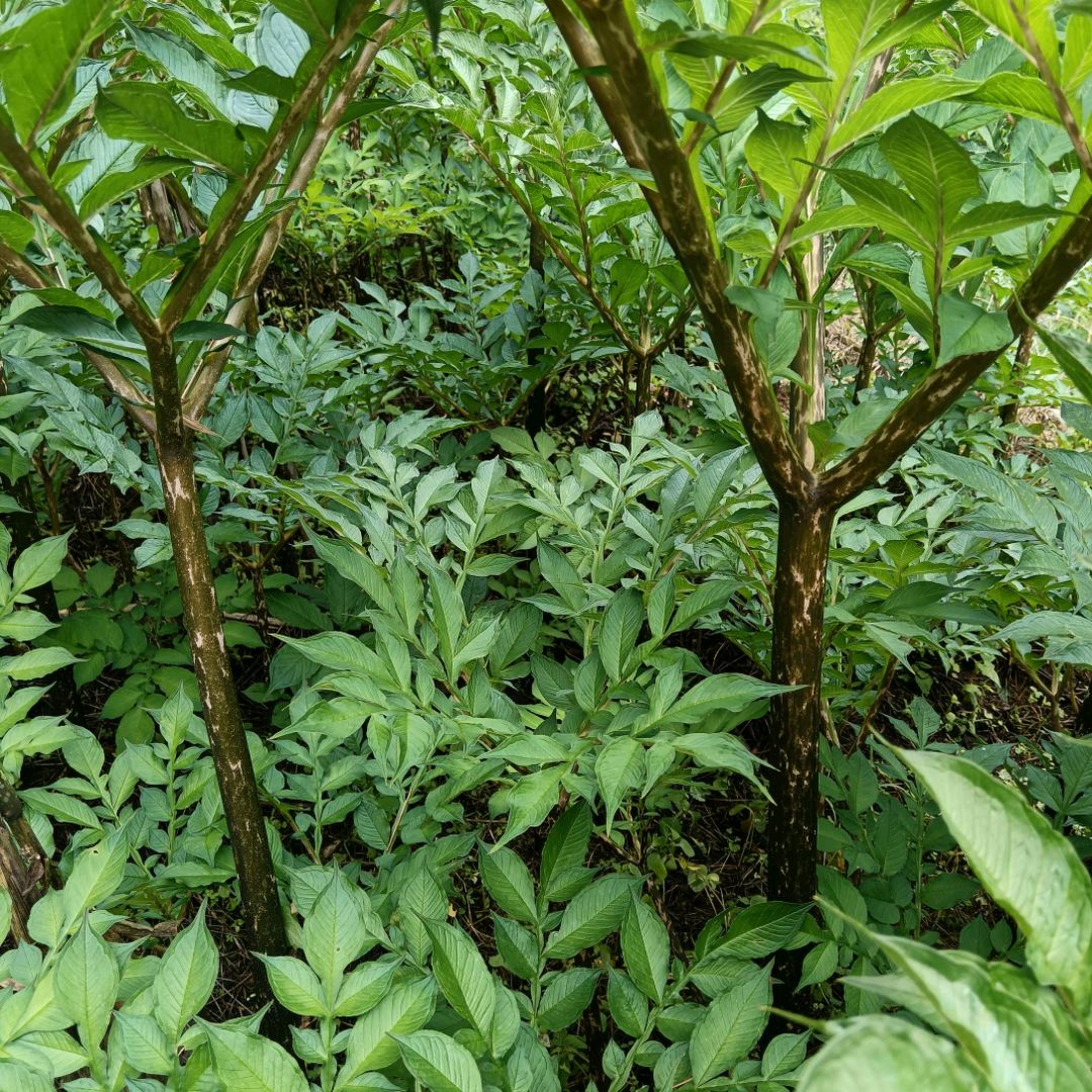 昭通小季，农村种植户