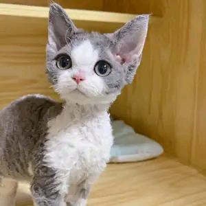 陪伴萌宠（猫舍，狗舍）