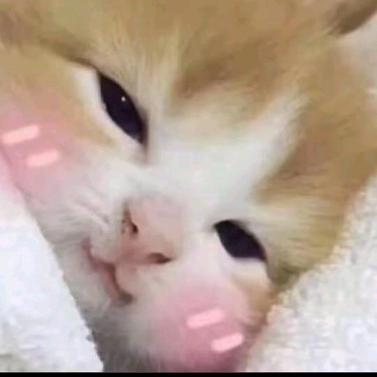 生如夏花之绚烂