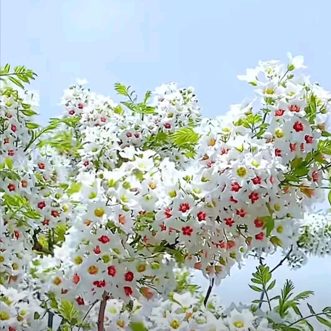 晴空万李
