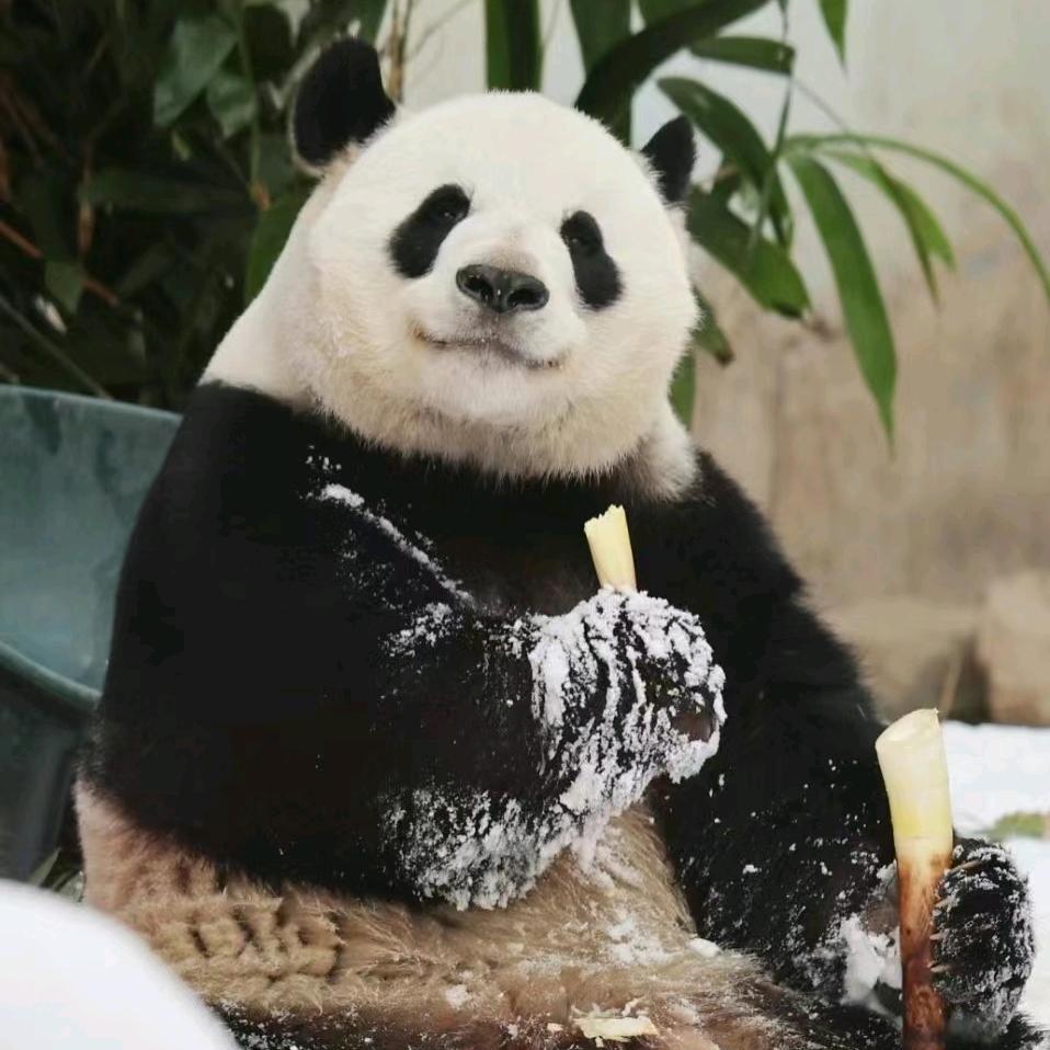 白白白的日常生活