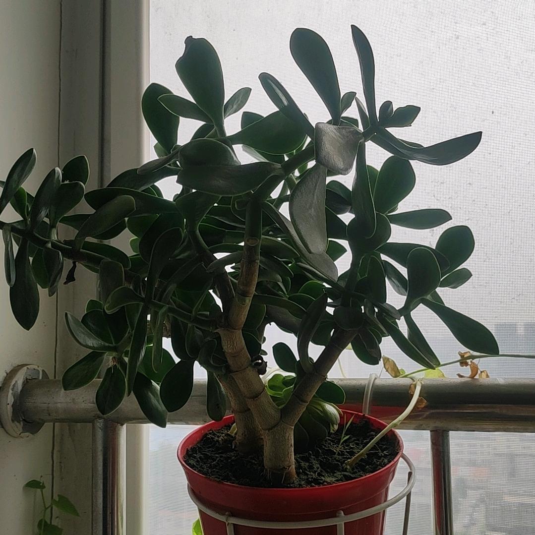 月月