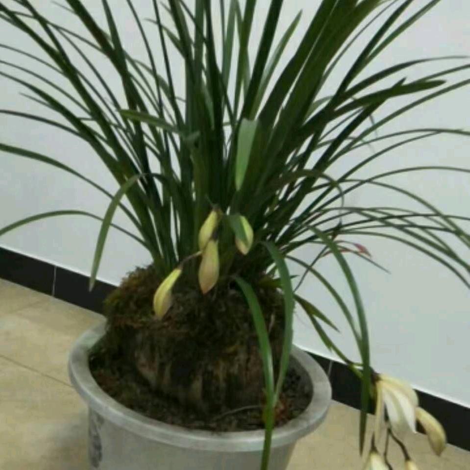 名明