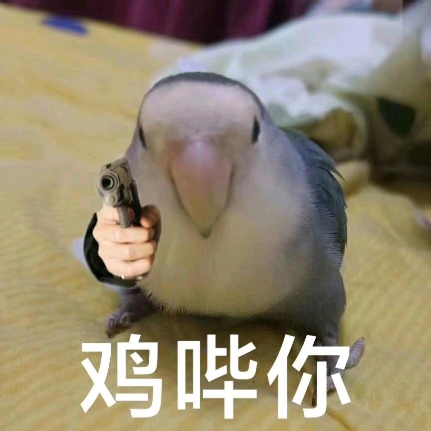 野狗不爱叫