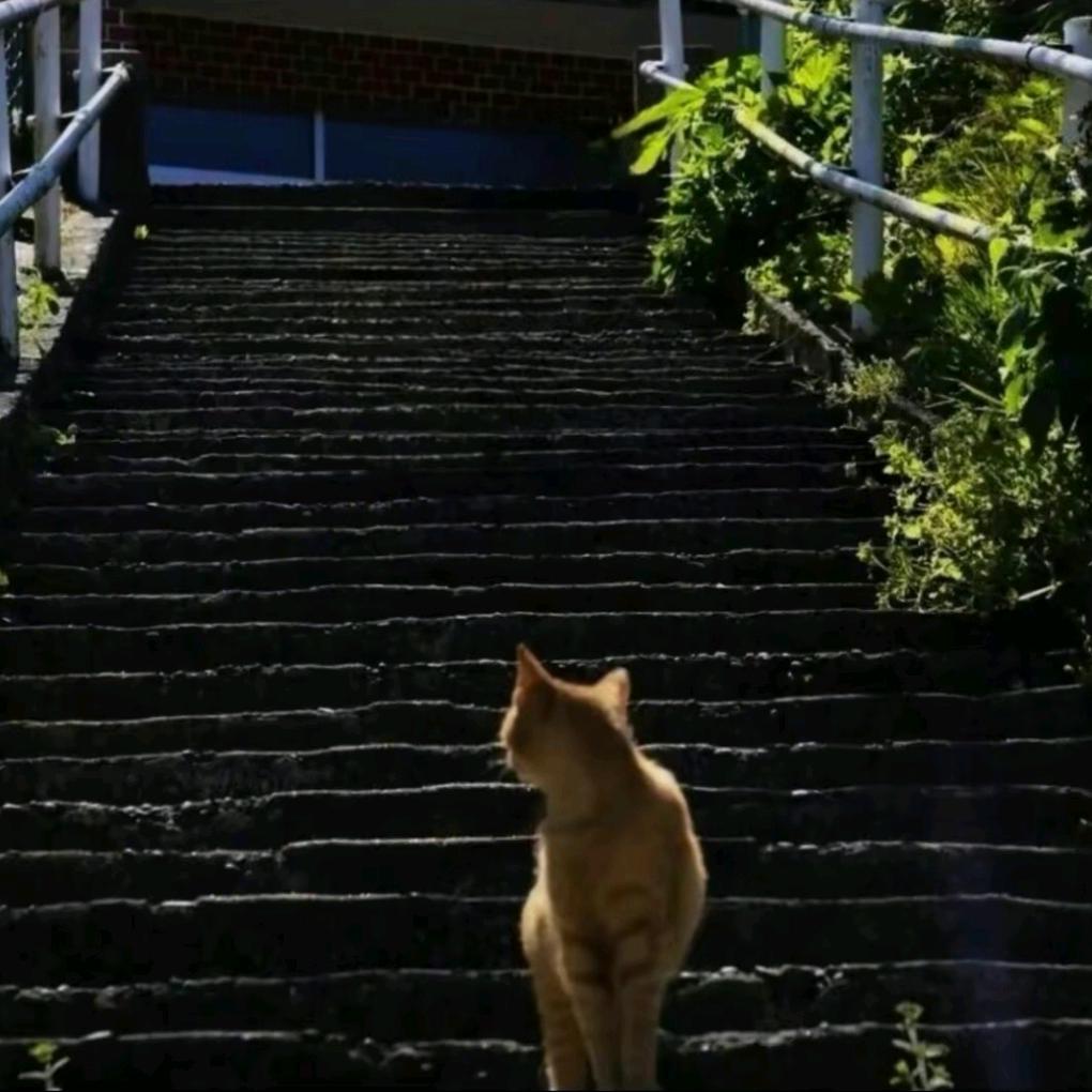 谷物养鸭