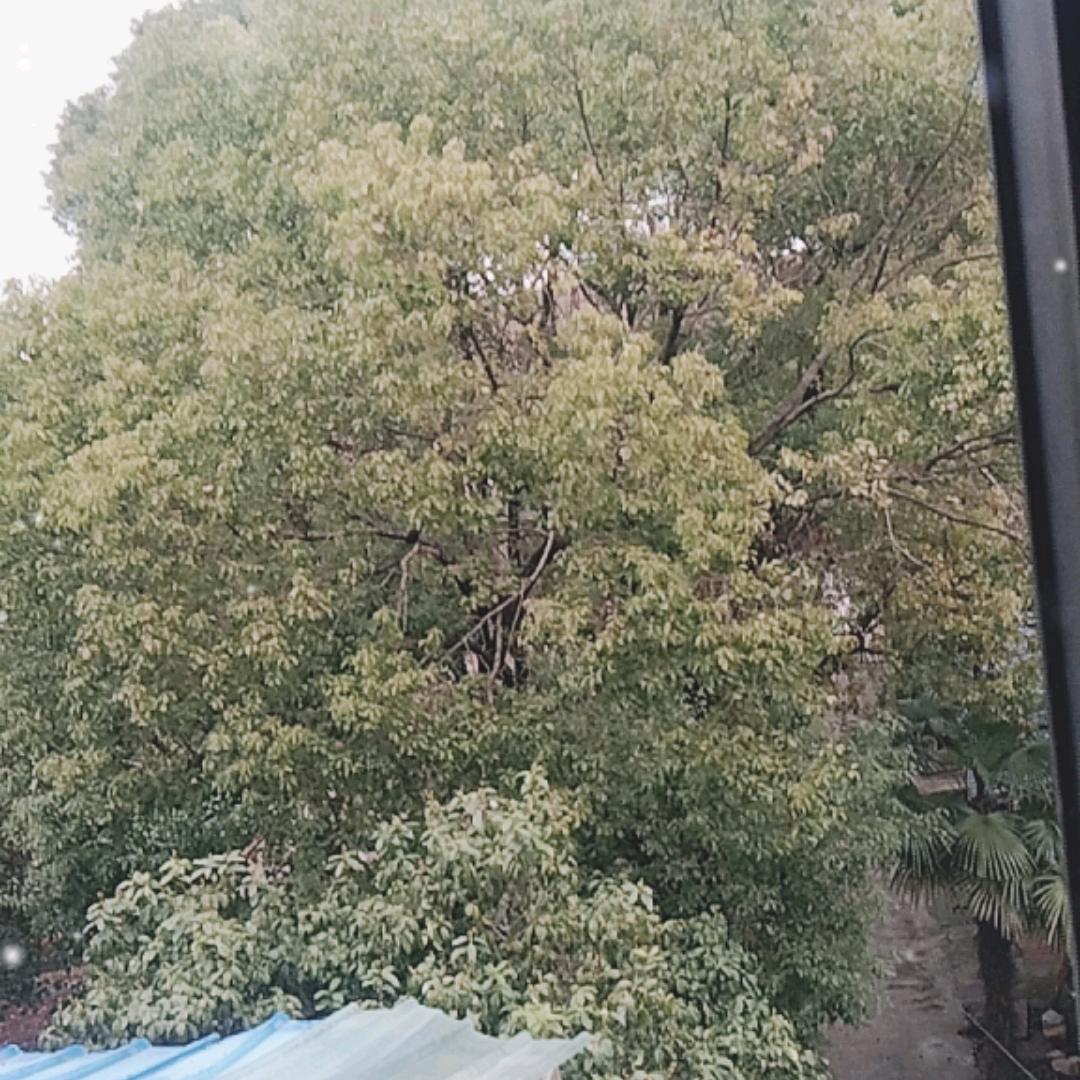 树叶黄人会变啊