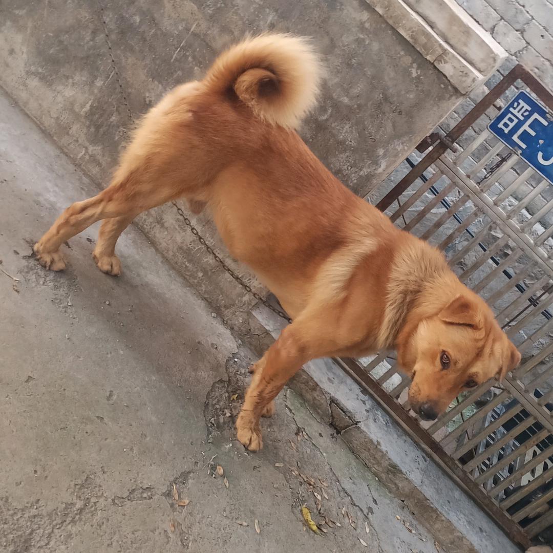 1️⃣个代号而已🐶