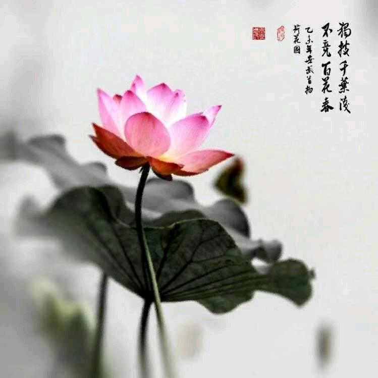 墨荷