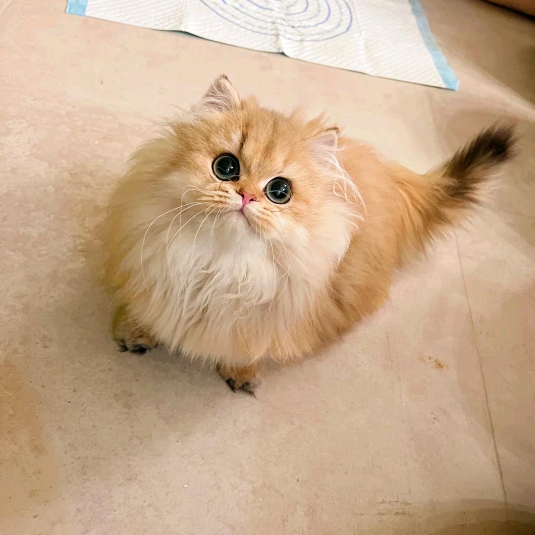 魏家潮宠、精品猫