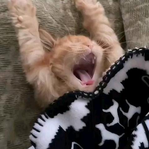 猫柠