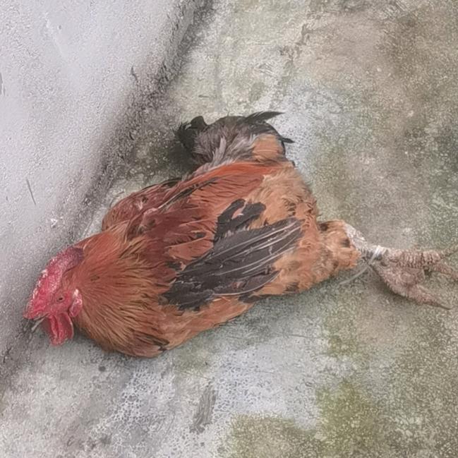 农村美食（鸡爪哥20点50开播）