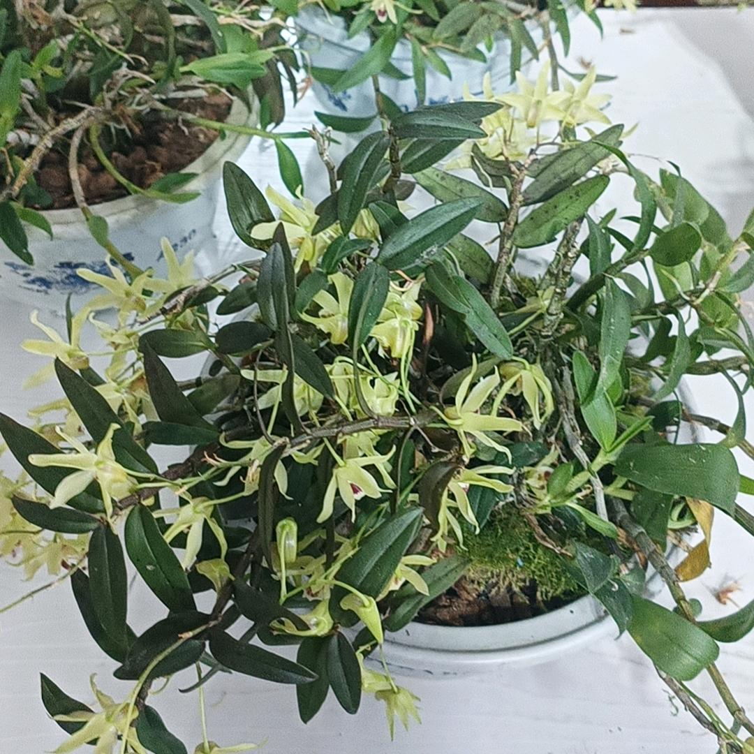 Sogood长城炮