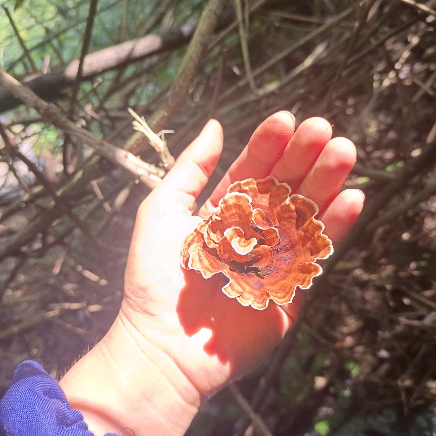 - 青黄缀丽枝