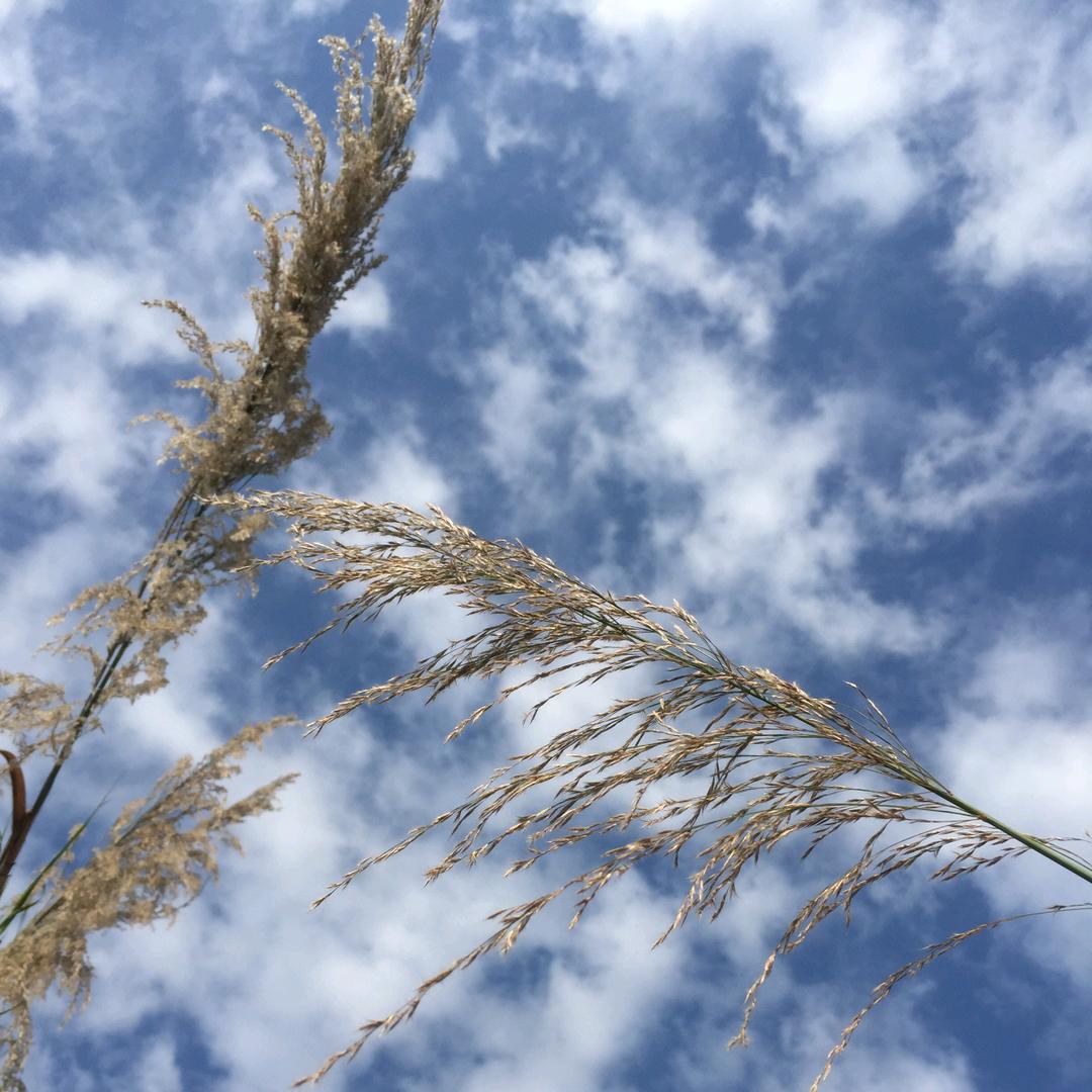 草蜢