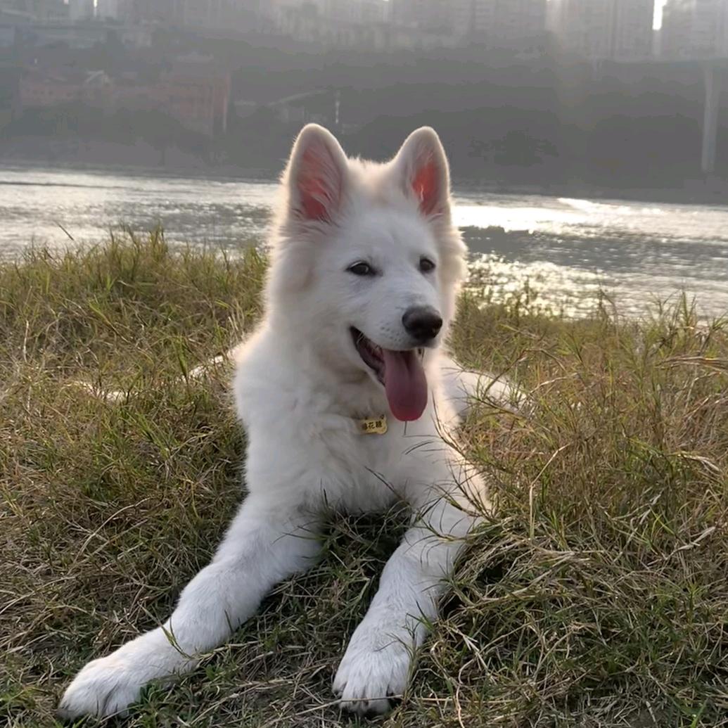 漫愉的养宠日记✨