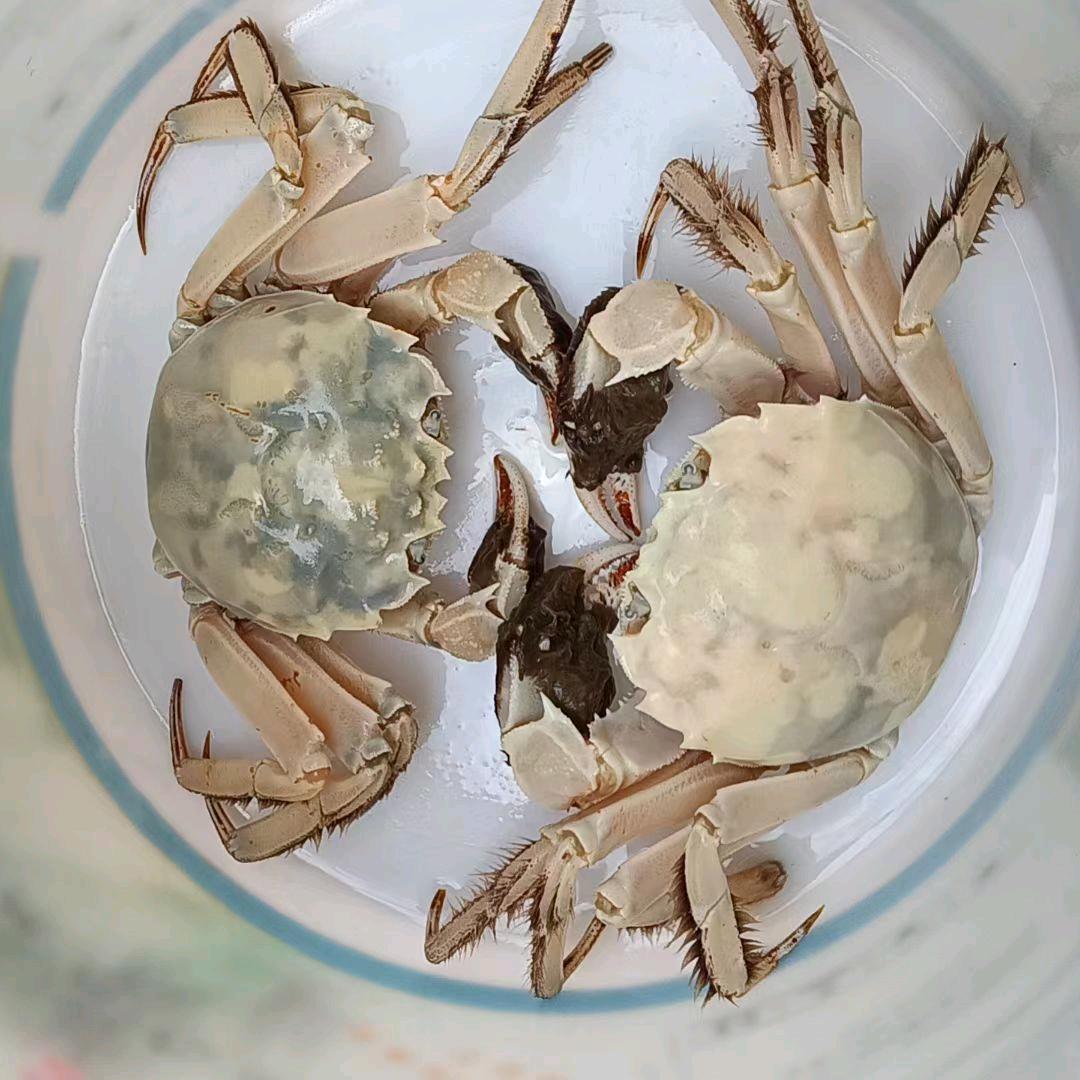 江苏兴化大闸蟹