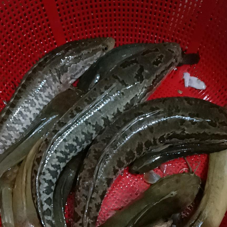一陆张杨